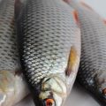 How to Choose the Perfect Fish Finder for River and Sea Fishing in the UK