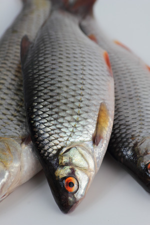 How to Choose the Perfect Fish Finder for River and Sea Fishing in the UK