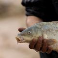 Legal Requirements for Catch and Release Fishing in England, Scotland, and Wales
