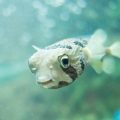 The History and Heritage of Cod Fishing in Britain’s Seas