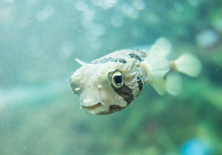 The History and Heritage of Cod Fishing in Britain’s Seas