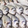 Sustainable Angling: Catch and Release Techniques Every British Fisher Should Know