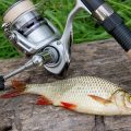 Feeder Fishing in Britain: Best Rigs, Tactics, and Local Secrets