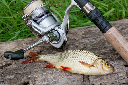 Feeder Fishing in Britain: Best Rigs, Tactics, and Local Secrets