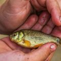 The Evolution of Fish Stocking Practices in the UK: History, Trends, and Future Perspectives