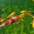 A Complete Guide to UK Rod Licences: Everything Anglers Need to Know