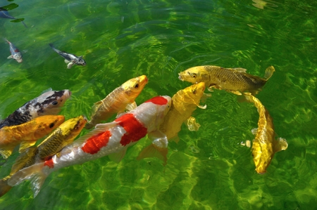 A Complete Guide to UK Rod Licences: Everything Anglers Need to Know