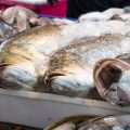 A Comprehensive Guide to Legal Limits for Fish Species Across the UK