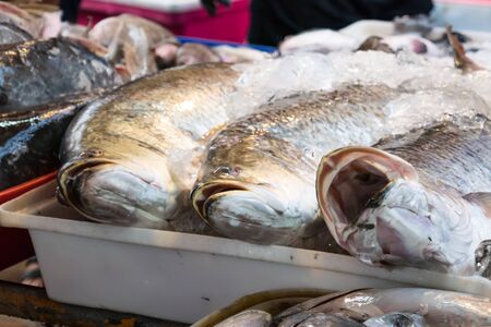 A Comprehensive Guide to Legal Limits for Fish Species Across the UK