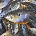 Unlocking the Potential of the River Great Ouse for Coarse Anglers