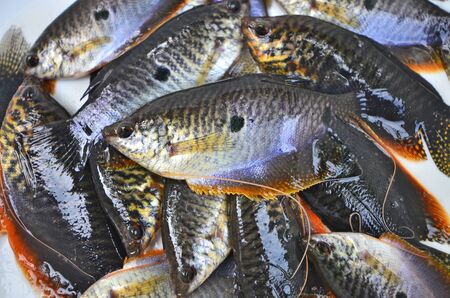 Unlocking the Potential of the River Great Ouse for Coarse Anglers