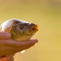 Famous British Waterways Affected by Invasive Species: Lochs, Rivers, and Reservoirs