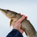 Top Night Fishing Techniques for Carp, Pike, and Trout in British Waters