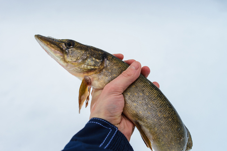 Top Night Fishing Techniques for Carp, Pike, and Trout in British Waters