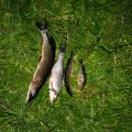 Premium Saltwater Fishing Combos for British Anglers: Expert Recommendations and Analysis
