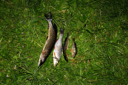 Premium Saltwater Fishing Combos for British Anglers: Expert Recommendations and Analysis