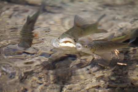 The Ultimate Guide to Mackerel Spinning Techniques in British Waters: Tips, Tackle, and Best Locations