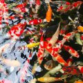 UK Match Fishing on Rivers: Specialist Tactics for Chub, Barbel, and Roach