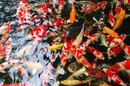 UK Match Fishing on Rivers: Specialist Tactics for Chub, Barbel, and Roach