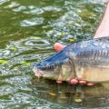 How to Find and Enjoy Disabled Friendly Fishing Locations in the United Kingdom