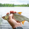 Filming and Photographing Your British Fly Tying Creations: Tips for Content Creators
