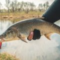 Carp, Barbel & Bream: Best Rods for Target Species in UK Coarse Fishing