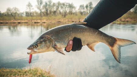 Carp, Barbel & Bream: Best Rods for Target Species in UK Coarse Fishing