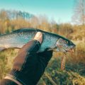 Fly Reel Recommendations from British Fishing Guides: What the Pros Use