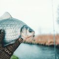 Regulations, Bag Limits, and Conservation: Legally Spinning for Mackerel in the UK