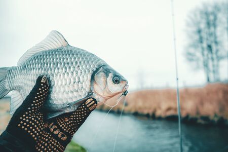 Regulations, Bag Limits, and Conservation: Legally Spinning for Mackerel in the UK