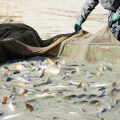 The Impact of Female Participation on British Coarse and Game Fishing