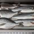 Method Feeders vs. Cage Feeders: Choosing the Right Approach for UK Coarse Fishing