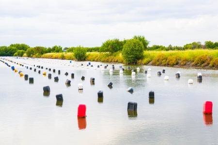 Top 10 Mackerel Fishing Marks around the British Isles: Local Angler Insights