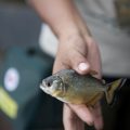 High-End vs Budget Coarse Fishing Rods: What UK Anglers Need to Know