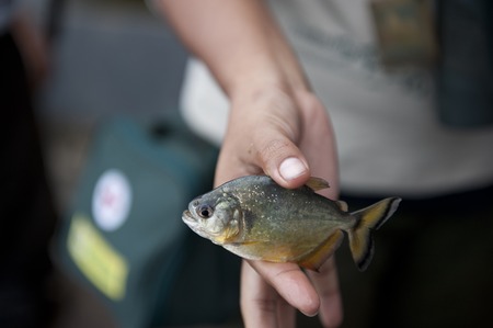 High-End vs Budget Coarse Fishing Rods: What UK Anglers Need to Know