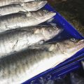 Case Studies: Successful Fish Stocking Programmes and Habitat Restoration Projects Across Britain