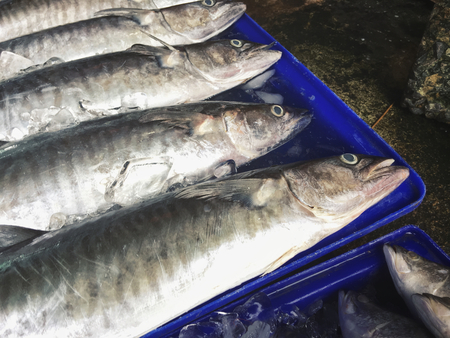 Case Studies: Successful Fish Stocking Programmes and Habitat Restoration Projects Across Britain