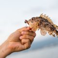The Role of Non-Native Species in UK Fisheries: Management Challenges and Solutions