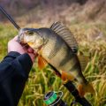 Seasonal Guide to Feeder Fishing Setups in British Lakes, Rivers, and Canals