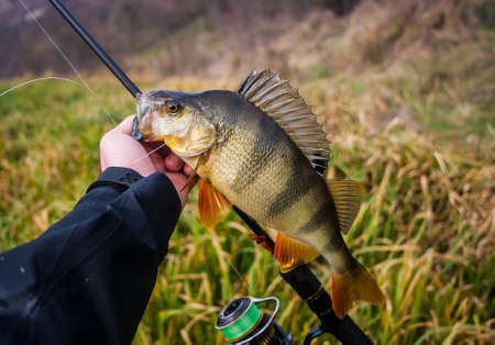 Seasonal Guide to Feeder Fishing Setups in British Lakes, Rivers, and Canals