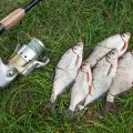 Budget Fish Finders Under £300: Great Value Options for UK Weekend Warriors