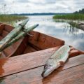 Barbel Fishing in Urban Rivers: Challenges and Opportunities Across the UK