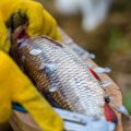Winter Pike Fishing in the UK: Tips for Cold Weather Success