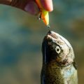 Supporting UK Conservation: How Catch and Release Fishing Helps Native Species