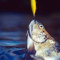 Top UK Sea Fishing Baits and Lures for Shore Anglers