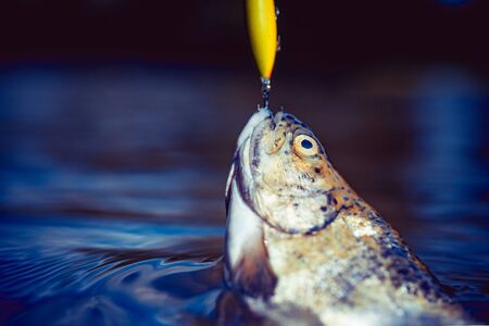 Top UK Sea Fishing Baits and Lures for Shore Anglers