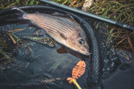 Sustainable and Eco-Friendly Scottish Fishing Holidays: What to Look For