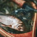 How Are UK Fishing Regulations Set? A Look at Government, Science, and Consultation