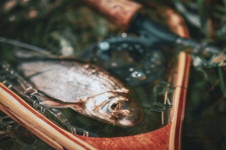 How Are UK Fishing Regulations Set? A Look at Government, Science, and Consultation