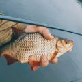 Protecting Britain’s Secret Fly Fishing Spots: Conservation, Ethics, and Sustainable Angling